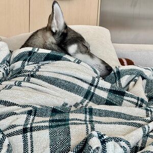 Meet your Posher, Elsa